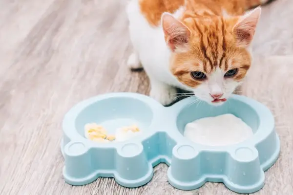 Visualização dos riscos potenciais associados ao consumo de iogurte por gatos, enfatizando a consideração cuidadosa das escolhas alimentares.