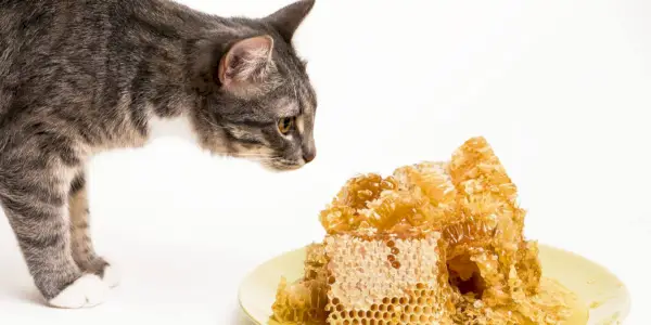 Een kat die nieuwsgierig aan een bord honing snuffelt en zijn nieuwsgierige aard en onderzoek naar geuren laat zien