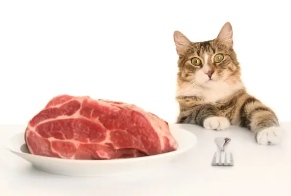 Ilustrando os benefícios potenciais da carne crua para gatos, destacando uma perspectiva dietética.