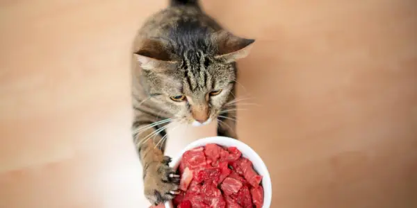 好奇心旺盛な猫が生肉に遭遇し、原始的な食事についての興味をそそられます。