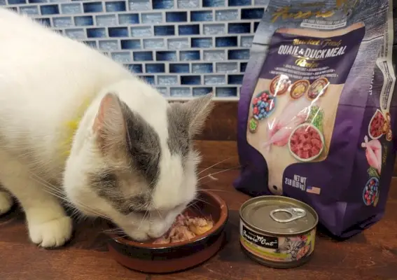 Kočka si pochutnává na Fussie Cat food