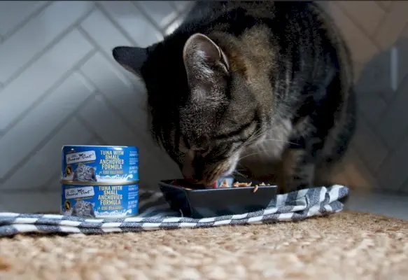 Fussie Cat Food Review