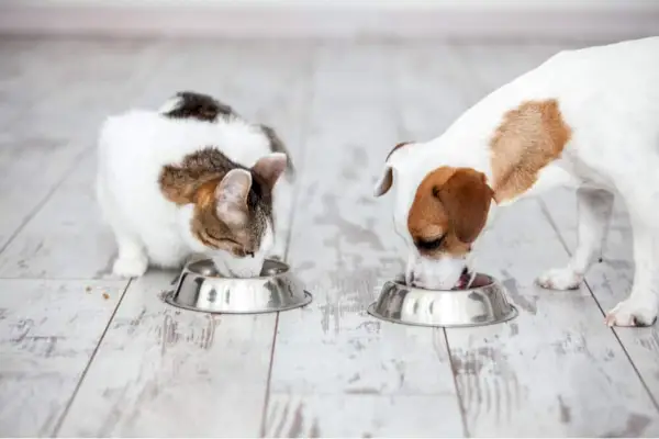 I gatti possono mangiare il cibo per cani