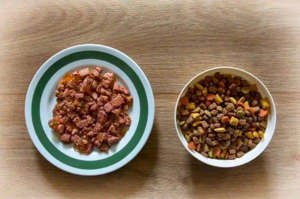 Platos de comida húmeda y seca para gatos.