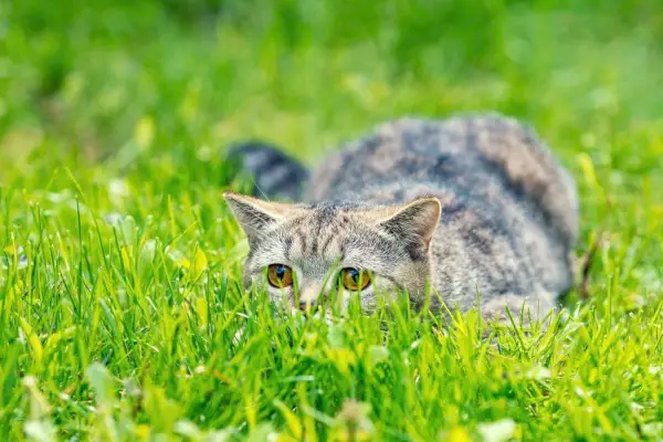 Çimenlerin arasında saklanan kedi