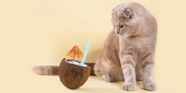 Imagen que muestra un gato y un coco.