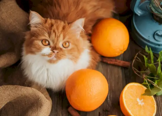 Kat omringd door sinaasappels, wat een merkwaardige interactie laat zien.