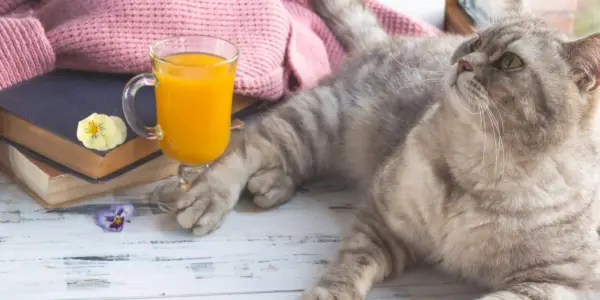 Gatto grigio scozzese dritto curiosamente vicino a un bicchiere di succo d'arancia