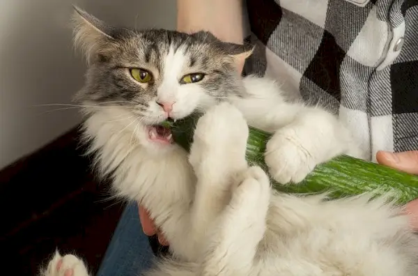 Billede, der portrætterer en ejer, der holder en kat, mens han gumler på en agurk