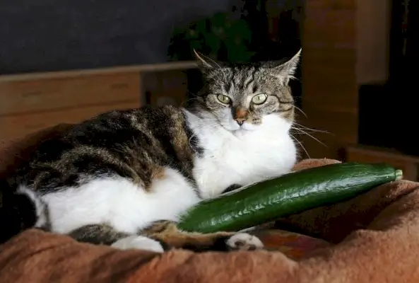 Foto de um gato sentado perto de um pepino, mostrando o felino