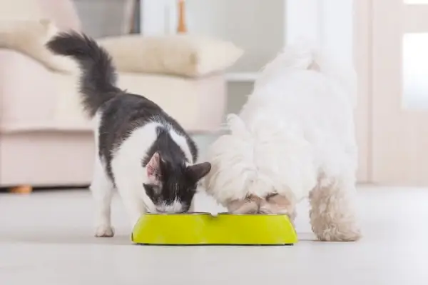 Afbeelding van een kat en een hond die vreedzaam een ​​voerbak delen, wat een hartverwarmend moment illustreert