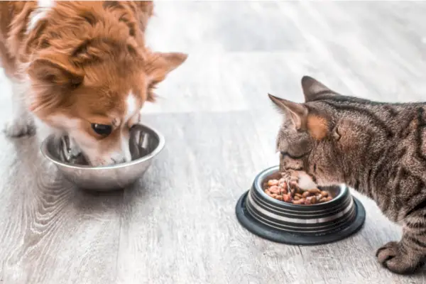 Bir kedi ve bir köpeğin birlikte yemek yediği yürek ısıtan bir sahneyi yakalayan resim