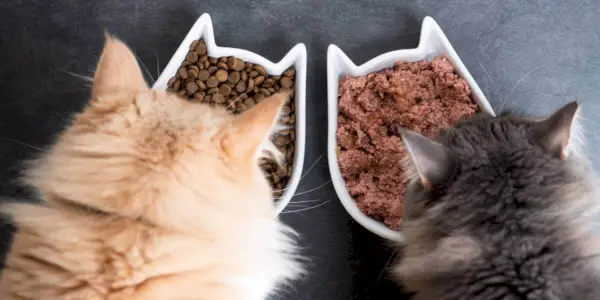 Bovenaanzicht van twee katten die eten uit keramische kommen, één natvoer en één droogvoer