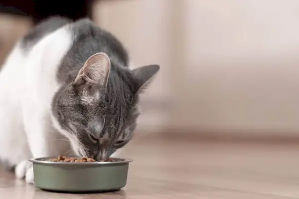 Grå och vit katt äter torrfoder från en skål