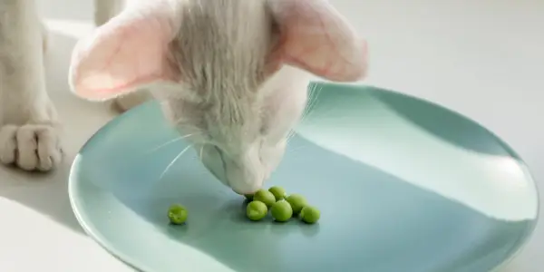 ¿Pueden los gatos comer frijoles?