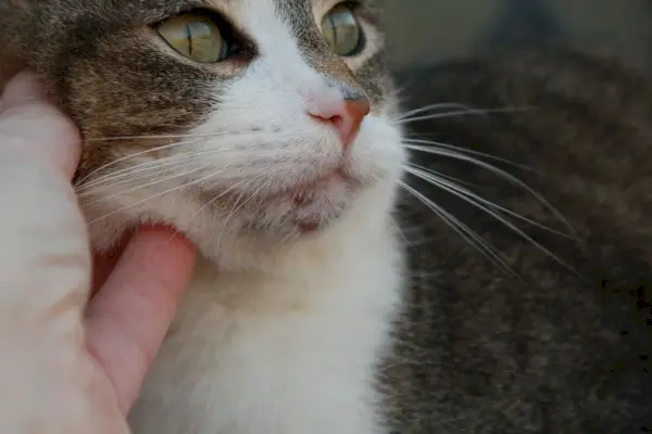 顎にニキビが目立つ猫