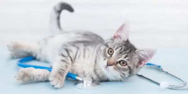 gatto che guarda la telecamera tenendo il veterinario