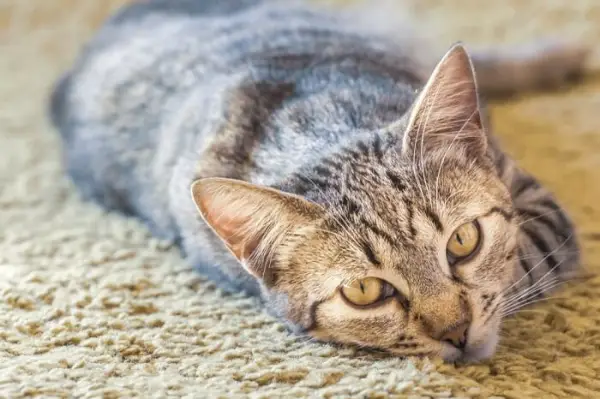 Katze schaut, während sie im Teppichboden schläft