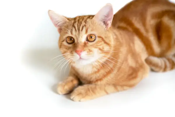 Klassisk orange tabby