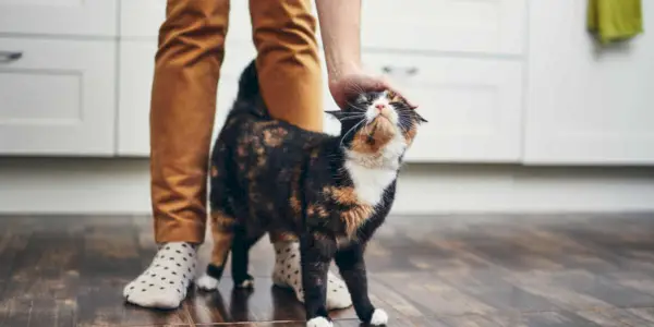 gato tejiendo alrededor de una persona