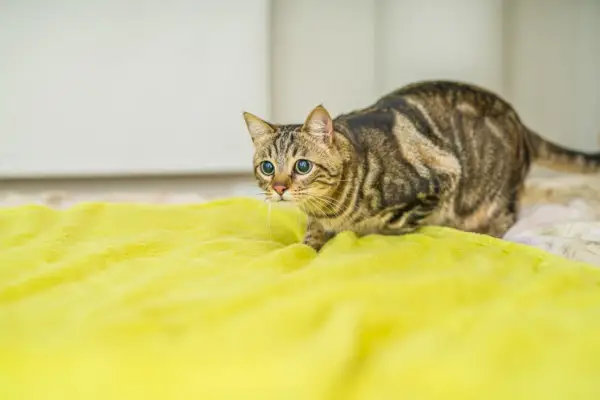 Un gato jugando alegremente bajo una manta, encarnando un comportamiento lúdico y curioso en un ambiente acogedor e imaginativo.