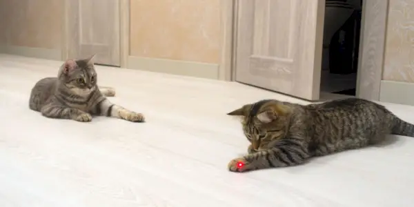 Os brinquedos a laser são seguros para gatos?