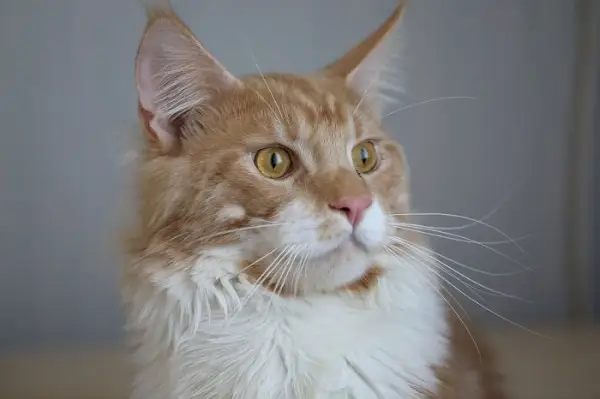 grande gatto dai capelli rossi seduto sul pavimento