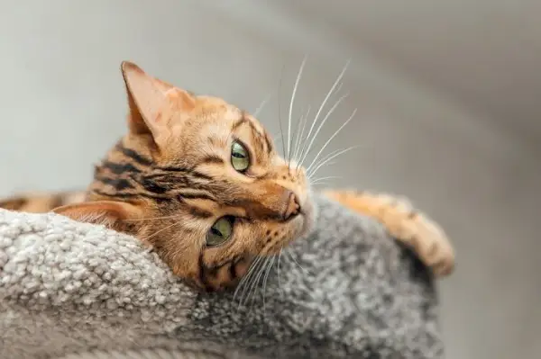 bengal katt som lägger på en mjuk katt