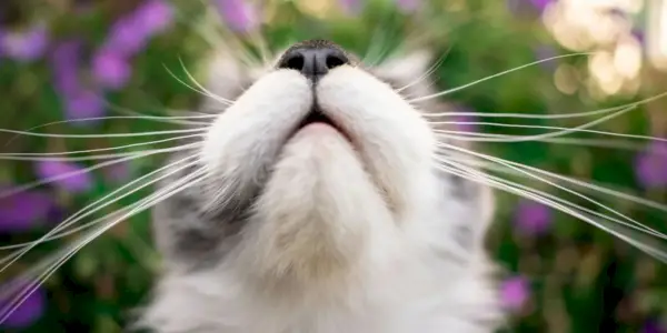 boca e nariz de um jovem gato maine coon