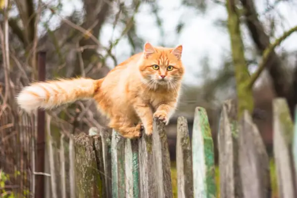 Turuncu kedi çitlere tırmanıyor