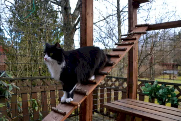 Gato en juego al aire libre