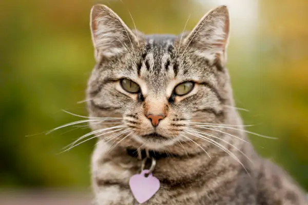 Katze trägt Halsband und Anhänger