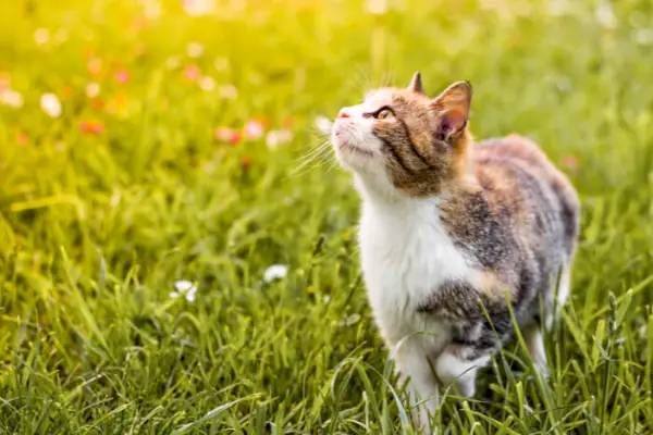 gato al aire libre