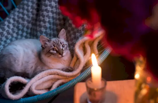 en kat på et tæppe, stirrer nysgerrigt på det flimrende levende lys og skaber en varm og hyggelig stemning.