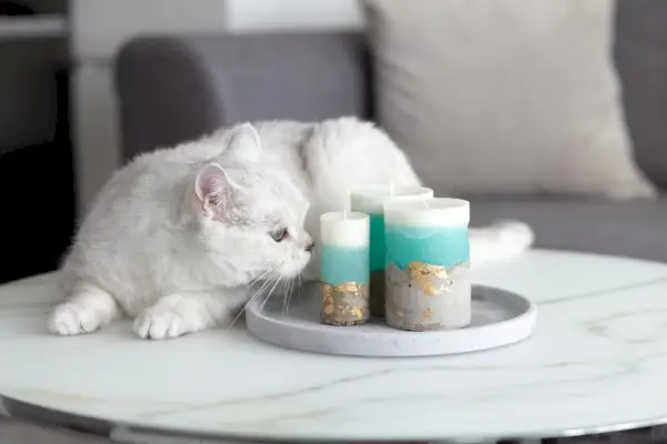 un gato británico blanco en una habitación, parado sobre una mesa y oliendo velas con curiosidad, mostrando su naturaleza inquisitiva.