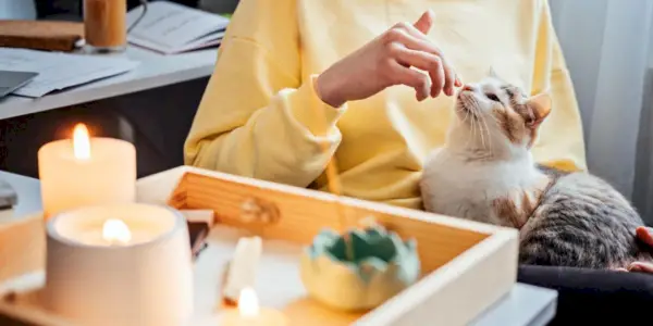 un gato sentado cerca de una mesa con velas encendidas, enfatizando el riesgo potencial de incendio y la necesidad de precaución.