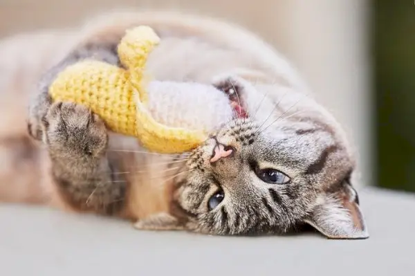 chat reniflant de l'herbe à chat