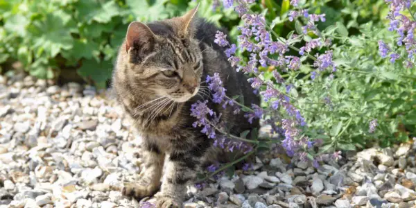 chat debout près de l'usine de cataire