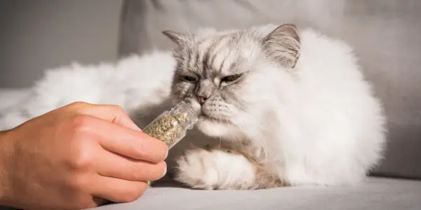 katt sniffar kattmynta