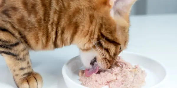 Gato não mastiga a comida e vomita: quando se preocupar?