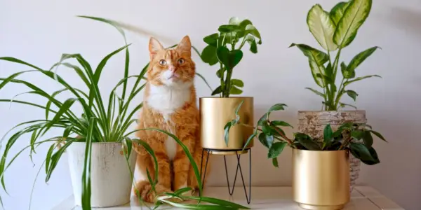 10 velprøvde måter å holde katter ute av planter