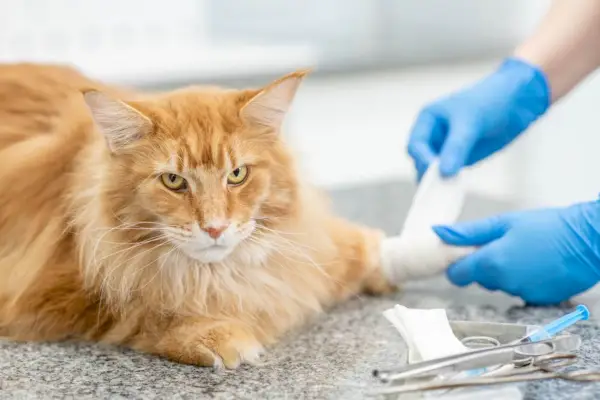 Vaizdas, kuriame pavaizduotas veterinarijos gydytojas, rūpestingai tvarstantis suaugusios Meino meškėnų veislės katės leteną, parodo tinkamos medicininės priežiūros ir dėmesio svarbą.