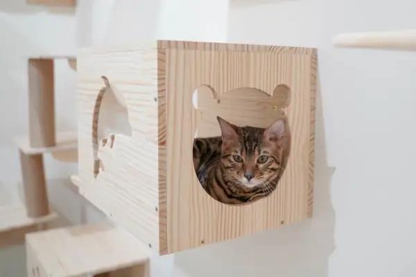 Una imagen que captura a un gato bengalí sentado con gracia en el alféizar de una ventana, mirando desde la pared y disfrutando de una perspectiva ventajosa de su entorno.