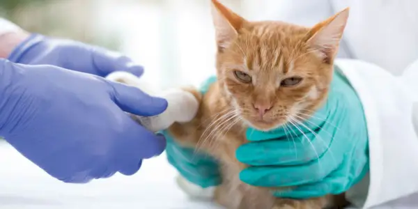 Yılan ısırığı nedeniyle bir kediye tıbbi bakım sağlayan bir veterinerin yer aldığı bir görüntü, bu tür acil durumlarda profesyonel müdahalenin kritik rolünü vurguluyor.