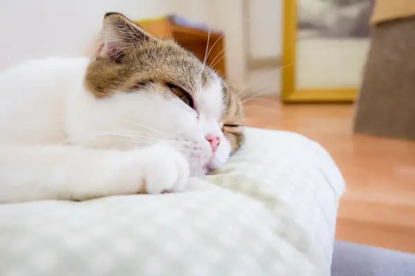 Um gato letárgico descansando com níveis de energia reduzidos, indicando potencialmente um problema de saúde ou a necessidade de descanso e cuidados.