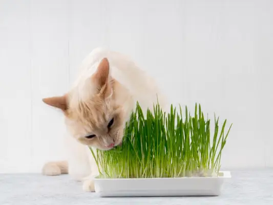 Un gato comiendo felizmente hierba verde fresca, mostrando su comportamiento natural de ingerir verduras para ayudar a la digestión y el bienestar.