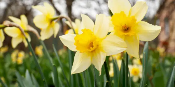 Narcisos vibrants en plena floració, prosperant en un jardí i afegint un toc de color al paisatge.