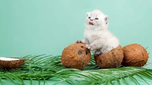 Imagem capturando uma interação lúdica entre um gato e um coco.