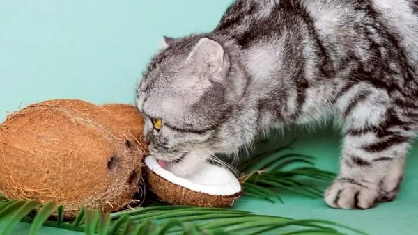 Imagem ilustrando um gato comendo coco.