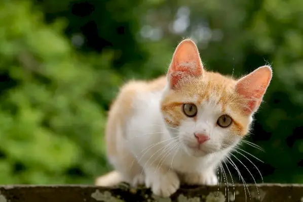 Façons d’utiliser l’huile de noix de coco avec les chats